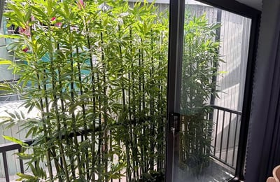 Modern Apartment for Rent in City Center, Da Nang, Vietnam