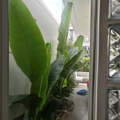 Casa elegante y amueblada en alquiler, Da Nang, Vietnam
