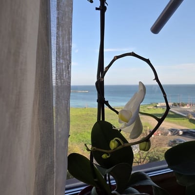 Rent of comfortable 4-room apartments, 115 m², with a sea view, Faleza Nord, Constanța, Romania