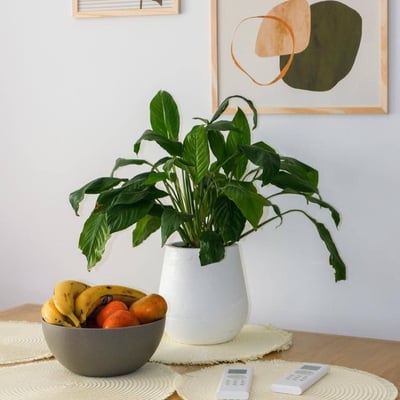 Rent of a bright, furnished 2-room apartment, 52 m², Palermo, Buenos Aires, Argentina