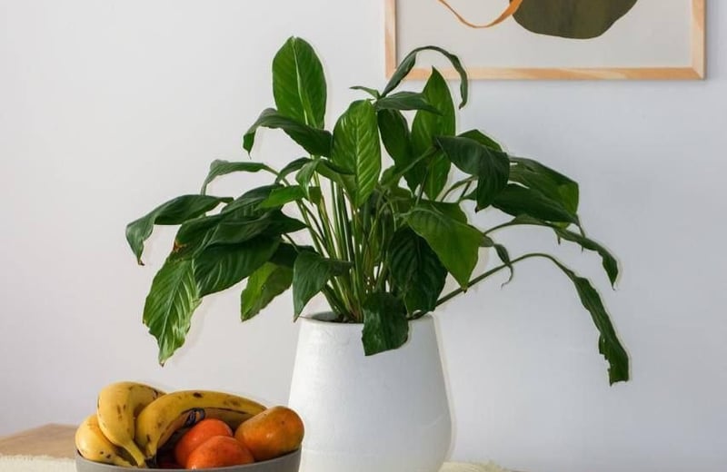 Rent of a bright, furnished 2-room apartment, 52 m², Palermo, Buenos Aires, Argentina